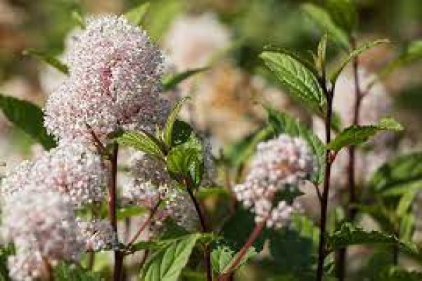Ceanothus americanus