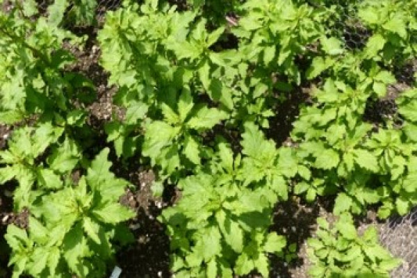 Chenopodium anthelminticum