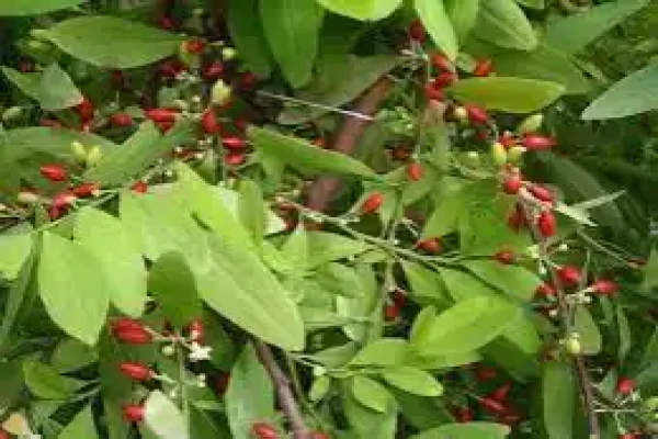 Coca