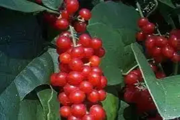 Cocculus indicus