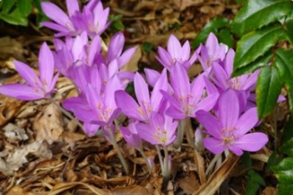 Colchicum autumnale