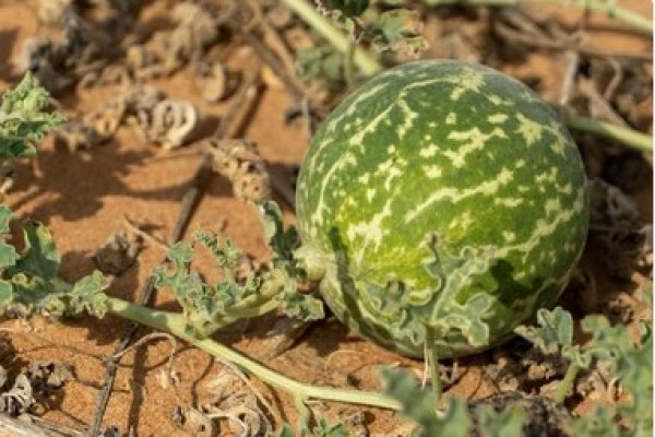 Colocynthis
