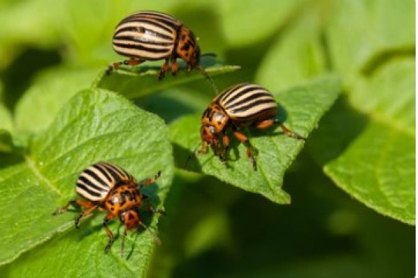 Doryphora