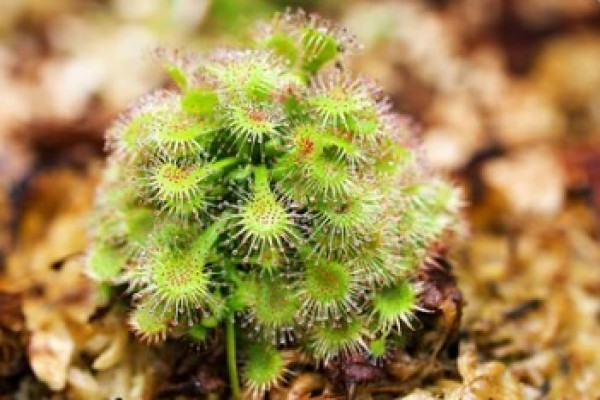 Drosera