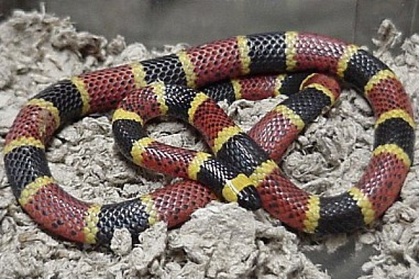 Elaps corallinus