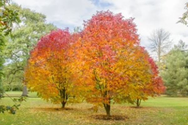 Fraxinus americana