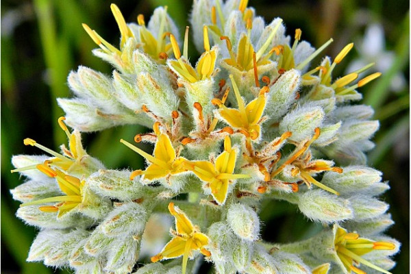 Lachnanthes tinctoria