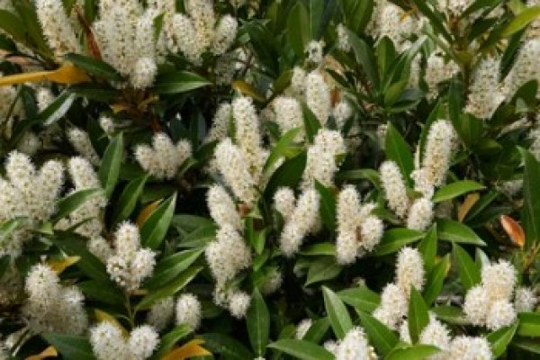 Laurocerasus