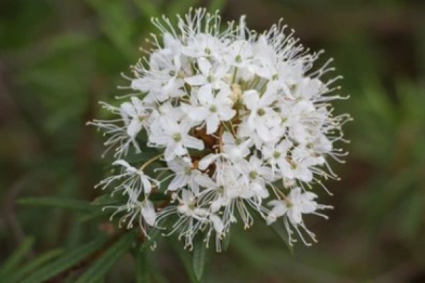 Ledum palustre