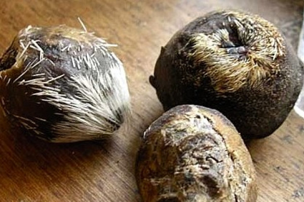 Moschus