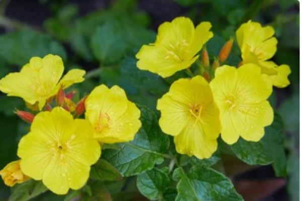 Oenothera biennis