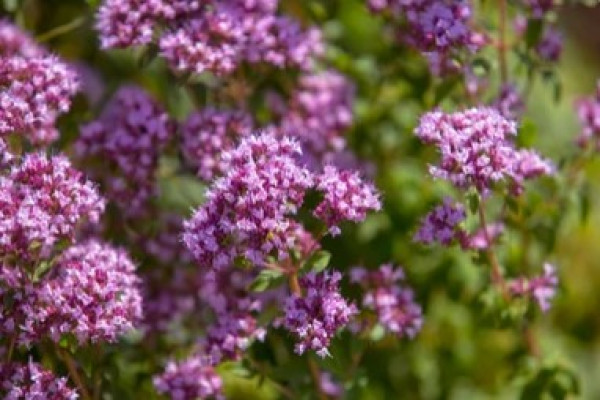 Origanum vulgare