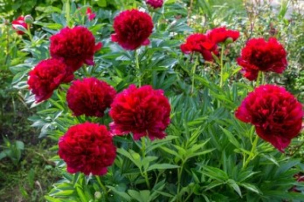 Paeonia officinalis