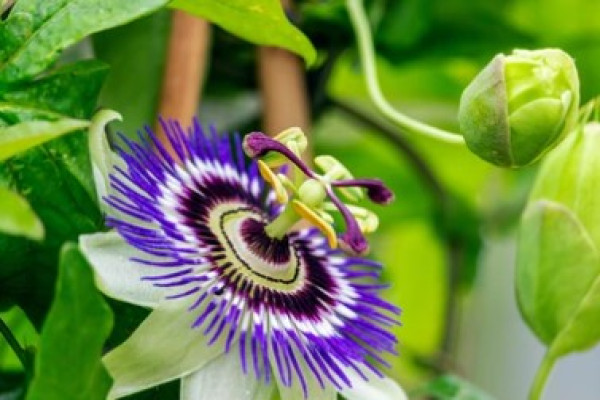 Passiflora