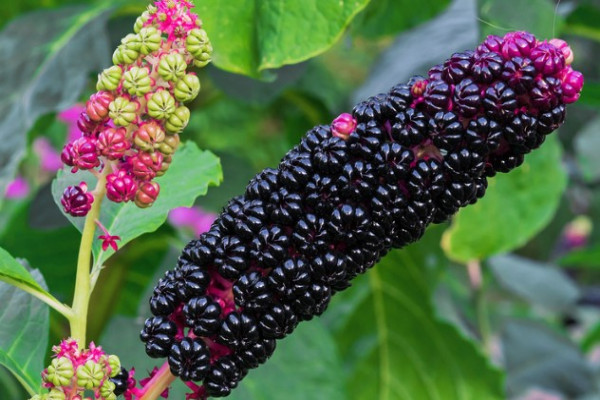 Phytolacca decandra