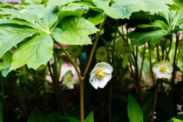 Podophyllum peltatum