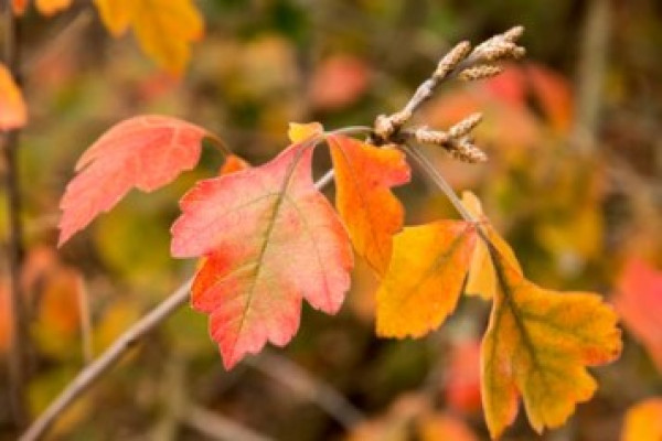 Rhus aromatica
