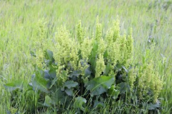 Rumex crispus