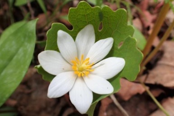 Sanicula marilandica