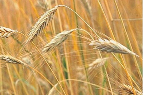 Secale cornutum
