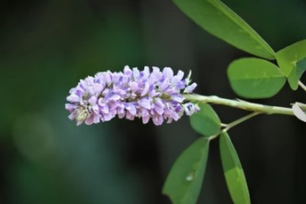 Senega