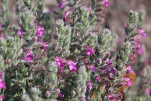 Teucrium marum verum