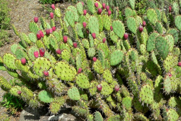 Theridian curasavicam