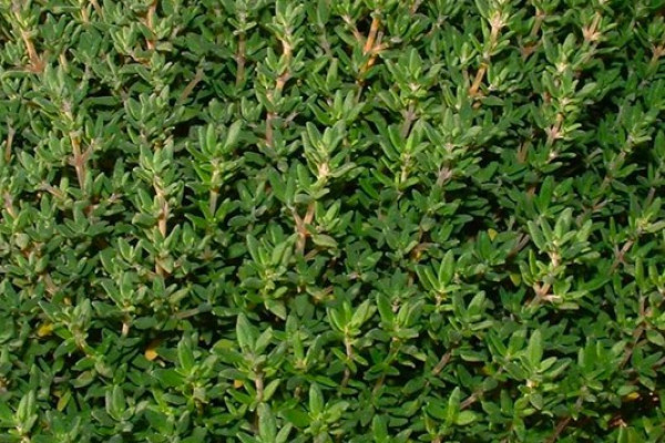 Thymol