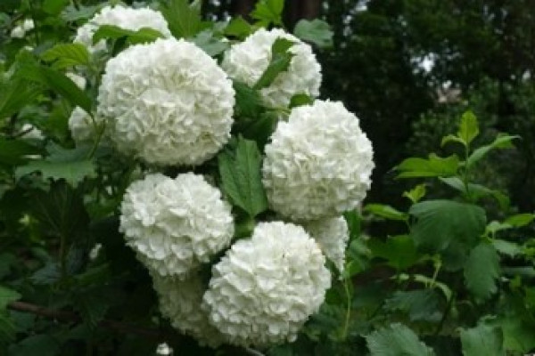 Viburnum opulus