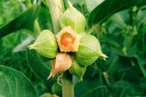 Withania somnifera