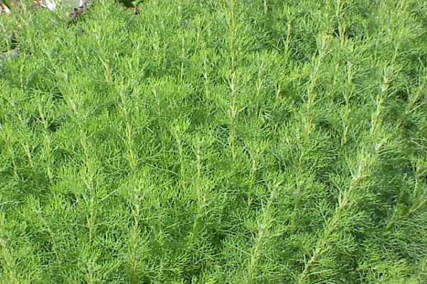 Abrotanum