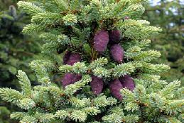 Abies canadensis