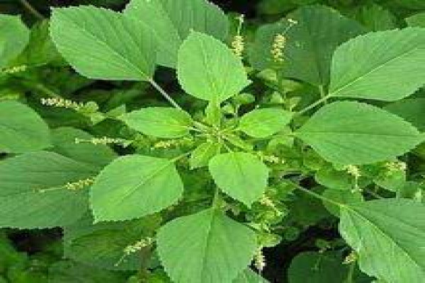 Acalypha indica