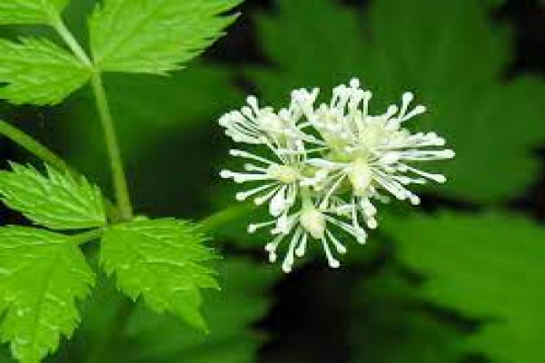 Actea spicata