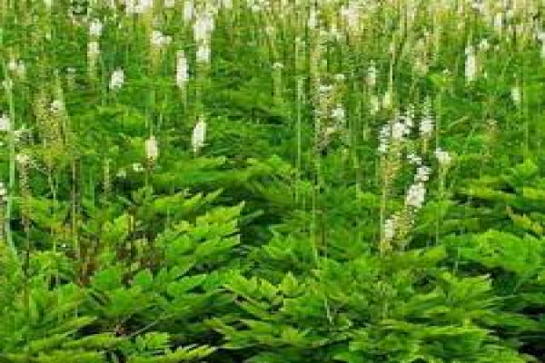 Actea racemosa