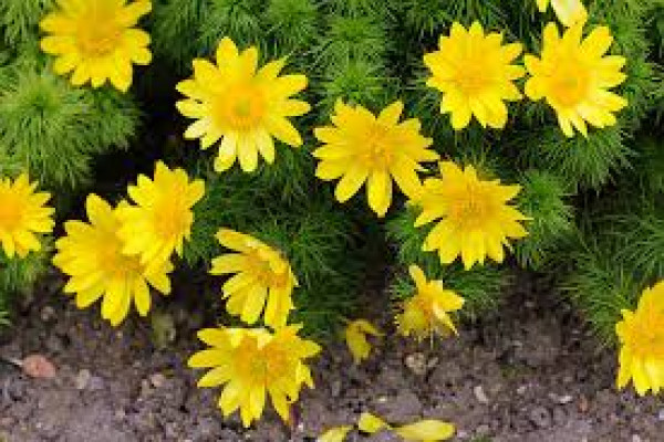 Adonis vernalis