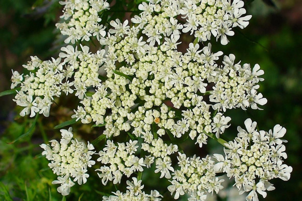 Aethusa cynapium