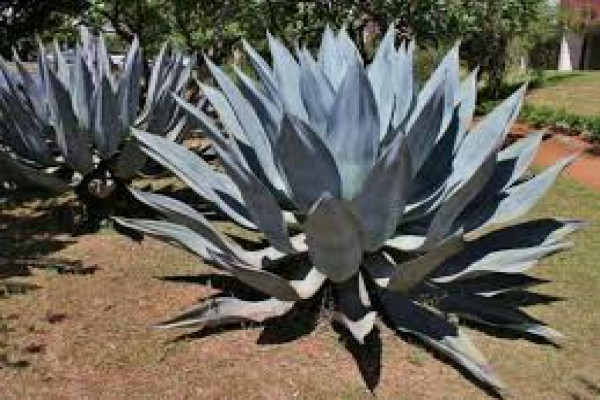 Agave americana