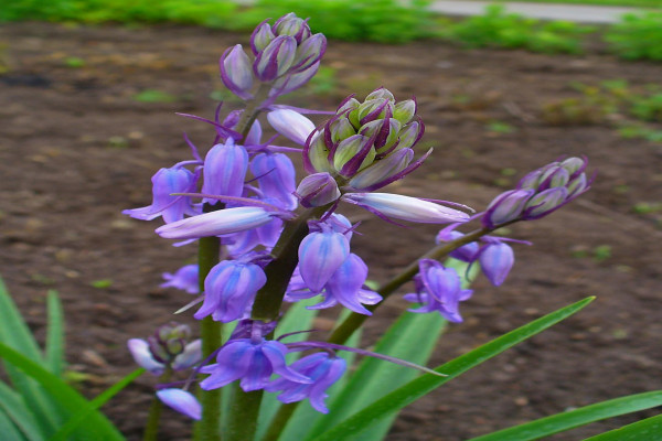 Agraphis nutans