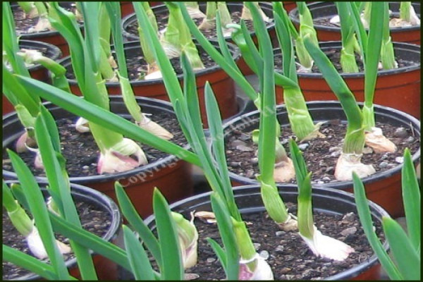 Allium sativum