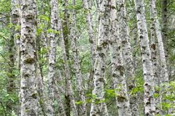 Alnus rubra