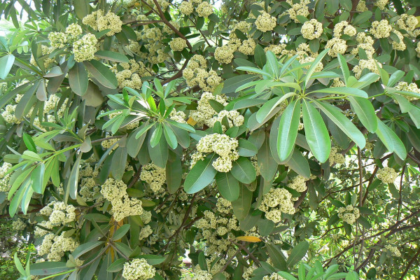 Alstonia scholaris
