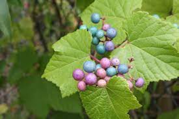 Ampelopsis
