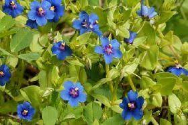 Anagallis arvensis