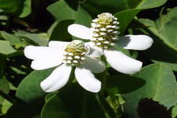 Anemopsis californica