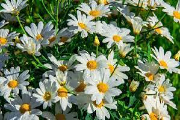Anthemis nobilis