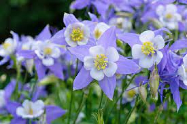 Aquilegia
