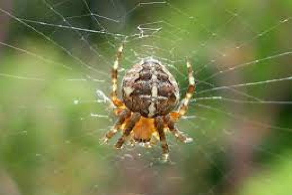 Aranea diadema