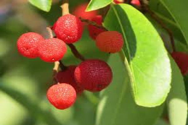 Arbutus andrachne