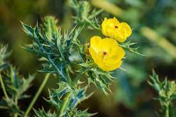 Argemone mexicana
